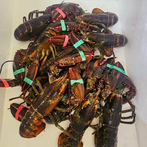 หางกุ้งมังกรสดและแช่แข็งแบบไม่มีเปลือก ขนาด 5.5 ซม. / ราคาขายส่งกุ้งมังกรสด - Product Image 3