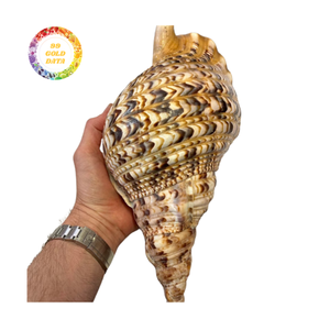 Trompeta conchas marinas auténtico Material de concha marina para proyectos artesanales DIY decoraciones de boda SUMINISTRO DE Vietnam - Product Image 6