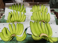 Topkwaliteit Cavendish Bananen – Oorsprong Vietnam, zoet en romig, perfect voor retailketens