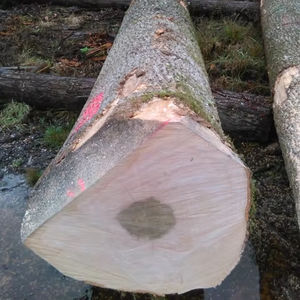 White Oak <b>Logs</b> for Furniture Manufacturing White Oak <b>Logs</b> for Industrial Timber Use White Oak <b>Logs</b> for <b>Wood</b> Chips - Product Image 1