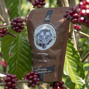 HUONG CHON Grain de café Arabica de torréfaction moyenne Saveur de belette 250g par sac Ban Me Gold Co Ltd Viet Nam Grain de café Robusta - Product Image 5