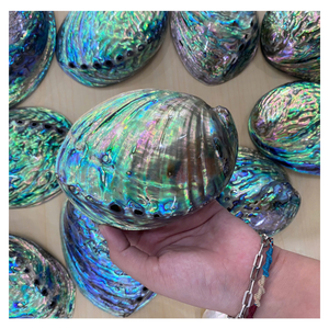 Finition chatoyante polie de coquille d'ormeau belles couleurs irisées pour l'artisanat d'art et les collections décoratives - Product Image 3