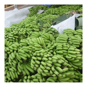 Banane verte fraîche de Cavendish pour l'exportation-banane fraîche du Vietnam-premier fournisseur de fruits et légumes frais - Product Image 6