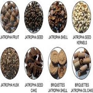 น้ำมันสกัดจากเมล็ดจatropha แห้งบรรจุในถังการเพาะปลูกเพื่อการส่งออกทั่วโลก - Product Image 3