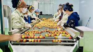 ลิ้นจี่แช่แข็งคุณภาพสูง | การเก็บเกี่ยวสด | อุปทานจำนวนมาก - Product Image 5