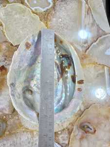 Very Attractive Natural Polished Mother of Pearl Abalone Shells Ideal for Resale by Native Jewelry and Costume Designers - Product Image 2