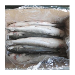 Pescado Mullet Gris Congelado – Calidad Premium |   Europa - Product Image 5