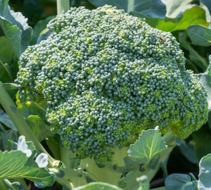 Fresh Harvest Broccoli Vegetable - Product Image 4