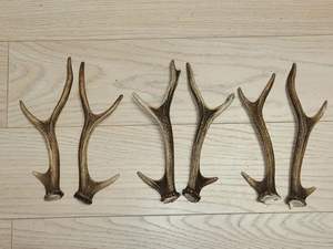 Cuernos de ciervo rojo de grado superior al por mayor, cuernos de ciervo rojo, cuernos de ciervo rojo enteros de forma natural - Product Image 5