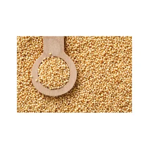高品质和高蛋白100% 天然和有机Amarnath小米最优惠的价格销售制造商在印度