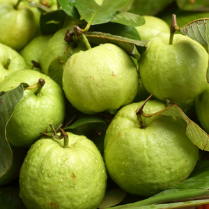 ฝรั่งฉ่ำสด | อาหารว่างเขตร้อนเพื่อสุขภาพ | ส่งออกสินค้าที่มีคุณภาพ | ธรรมชาติมีคุณค่าทางโภชนาการสะดวกสำหรับสมูทตี้และน้ำผลไม้ - Product Image 6