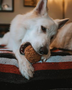 Bola de Coco para masticar perros, respetuosa con el medio ambiente, Bola de coco natural para masticar a precio competitivo 2023 - Product Image 2