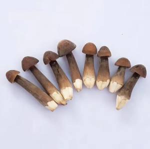 Fournisseur de champignon termite séché nature en vrac Exportation Meilleure qualité champignon termite - Product Image 1