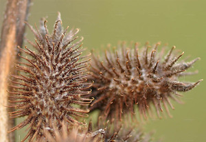 Ingrédient à base de plantes séchées de fruit de Xanthium de haute qualité pour les tisanes et les remèdes traditionnels - Product Image 3
