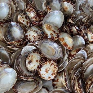 Conchas de Lapa ovaladas pulidas-Cáscara de Lapa pulida-Hermosas lapas verdes para manualidades de playa nácar 99 Gold Data - Product Image 4