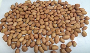 Cacahuetes Blancos de la Marca ECO, Altos Estándares de Gujarat, para Consumo Humano y Animal, Pureza 5 PPB - Product Image 5