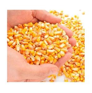 Maíz amarillo de nueva cosecha para consumo humano y animal - Maíz amarillo para alimento de aves de corral en venta - Product Image 4