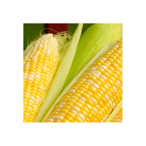 Maíz amarillo de grado 2 seco, no GMO apto para consumo humano y origen de alimentación Animal - Product Image 2