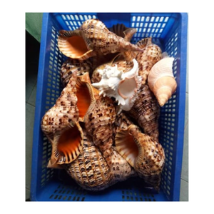 Las conchas Triton / Conch aumentan sus ganancias con nuestra diversa gama de conchas marinas Triton y Conch Shells - Product Image 6