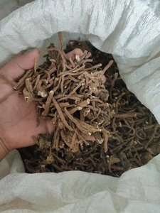 Raíz de Diente de León Seca de Vietnam para Té Desintoxicante, Raíz de Diente de León Seca al por Mayor ANGLE - Product Image 6