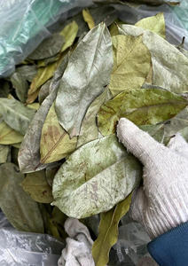 Feuilles de corossol séchées en gros, thé de feuilles de graviola, ingrédient à base de plantes naturel, export en vrac - Product Image 3