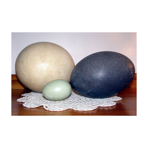 Huevos de avestruz de calidad de exportación seleccionados para el comercio al por mayor y mercados de reventa - Product Image 6