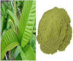 Extracto de hierbas de color verde en polvo de hoja de guayaba de grado alimenticio 100%, el más vendido del exportador indio en botella envasada - Product Image 4