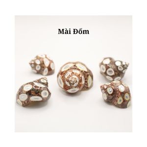 เปลือกหอยหอยสังข์เคลือบเงาสวยงามเปลือกหอยธรรมชาติคริสตัล - Product Image 4