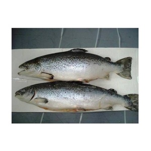 Salmón del Atlántico Fresco/Congelado de Primera Calidad en Venta al Precio Mayorista Más Bajo - Product Image 2