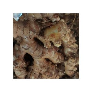 Tự Nhiên Tươi Gừng Hot Bán Giá Rẻ Nhà Máy Giá Số Lượng Lớn Số Lượng Bán Buôn Helen 99 Vàng Dữ Liệu + 84 392 328 745 - Product Image 2