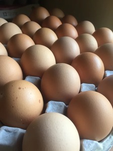 Œufs de poule en vrac, vente en gros, frais, biologiques, élevés en plein air, nourriture naturelle riche en protéines, fournisseur, qualité d'exportation - Product Image 4