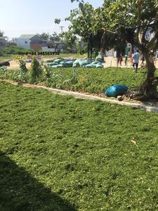 ผู้จัดจำหน่ายผงสาหร่ายสีเขียวคุณภาพสูงจากเวียดนาม/มิสลิมา - Product Image 5