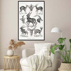 Ernst Haeckel's Antelope <b>Poster</b> Art Forms of Nature Durable Paper Wall Art - Product Image 2