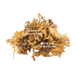 มอสทะเลไอริชสีทองคุณภาพระดับพรีเมี่ยม100% ธรรมชาติผลิตจากเวียดนาม - Product Image 5