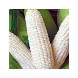 Maíz blanco OGM de exportación a granel para molienda, producción de aperitivos y formulación de piensos - Product Image 6