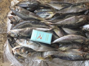 Sea Frozen Whole Round Jack mackerel / Horse mackerel Fish para la venta de cebo Big Eye SCAD Round SCAD China Seafoods - Product Image 6