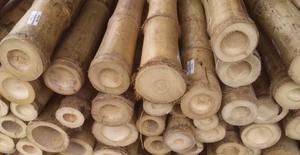 ขายโรงงานเสาเข็มพืชธรรมชาติสําหรับพืชในร่มและกลางแจ้ง - Product Image 6