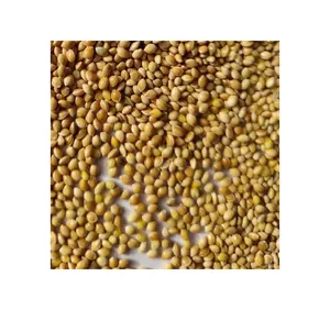 Venta al por mayor caliente de la mejor calidad 100% grano puro y natural indio cosechado tostado Bajra perla mijo para compra a granel