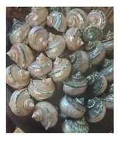 Coquille de jade turbo naturelle pour les accents d'aquarium et la décoration côtière avec une couleur unique