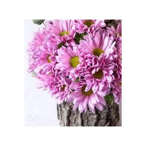 Semi di 100 rari semi di fiori rosa margherita - Product Image 2