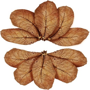 Hojas de Almendro Indio del Océano Atlántico (Terminilia Catappa) 26 Hojas Ecológicas Ahorro de Energía 5W Bolsas de Escritorio para Peces Betta de Agua Negra - Product Image 3