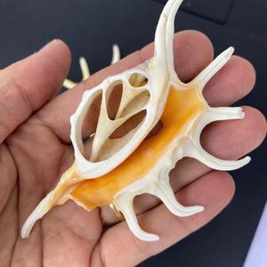 Tranches de coquilles en spirale sur le thème de la plage pour l'artisanat, la décoration de bricolage et l'approvisionnement en coquilles côtières en vrac - Product Image 5