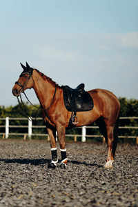 Tapis de selle de saut d'équilibre en velours et cardamome Accessoire équestre de qualité supérieure - Product Image 3