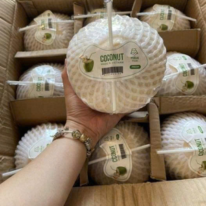 WHOLESALE FRESH <strong>COCONUT</strong> WITH STRAW IN CARTONS | FACTORY PRICE - Product Image 1