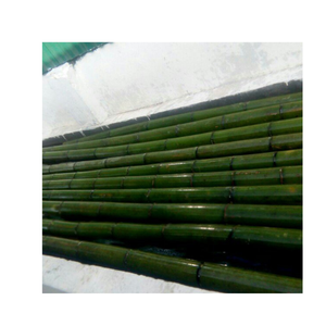 เสาไม้ไผ่หนาสำหรับมุงหลังคาและผนังจากเวียดนาม - Product Image 2