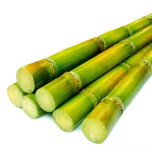 CALIENTE EXPORTADORA 2024 DE PROVEEDOR VIETNAMITA CAÑA DE AZÚCAR CONGELADA - Product Image 1