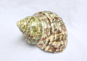 Meilleure solution pour les performances: Turbo Burgess du Vietnam fiable et durable - Product Image 2