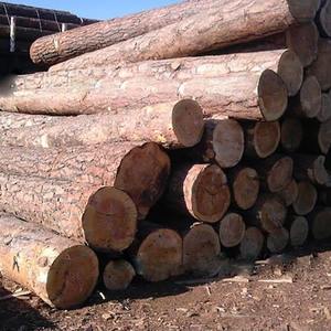 Madera Aserrada y Troncos Redondos de Ebiara Africana de la Mejor Calidad - Origen Estadounidense, Ecológica, Resistente al Agua, 2 Años de Garantía, Entrega Rápida - Product Image 5