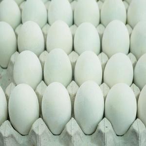 Suministro al por Mayor de Huevos Fértiles para Incubación de Pollos de Engorde Ross 308 y Cobb 500 - Product Image 2