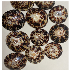 CONCHAS DE LIMPIEZA NATURAL DE VIETNAM SECADO AL SOL PERFECTO PARA CANDELERAS U ORNAMENTOS - Product Image 6